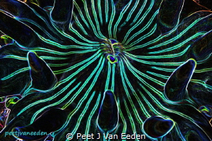 Violet spotted anemone in False bay, Cape Peninsula, Sout... by Peet J Van Eeden 